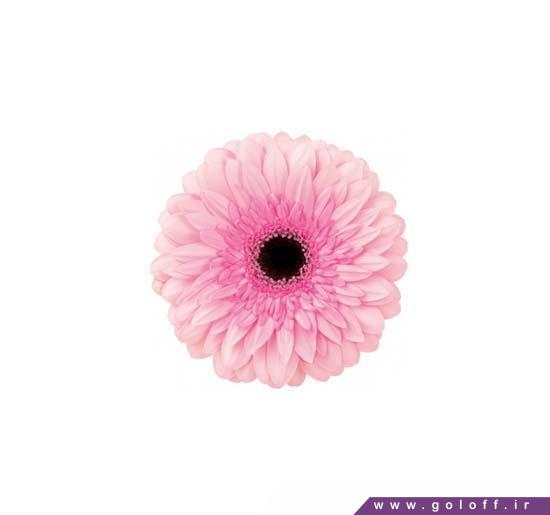 مدل گل خاص - گل ژربرا مانون - Gerbera | گل آف